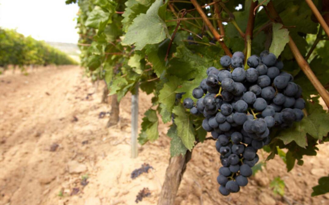 Tempranillo, la uva por excelencia de la Ribera del Duero