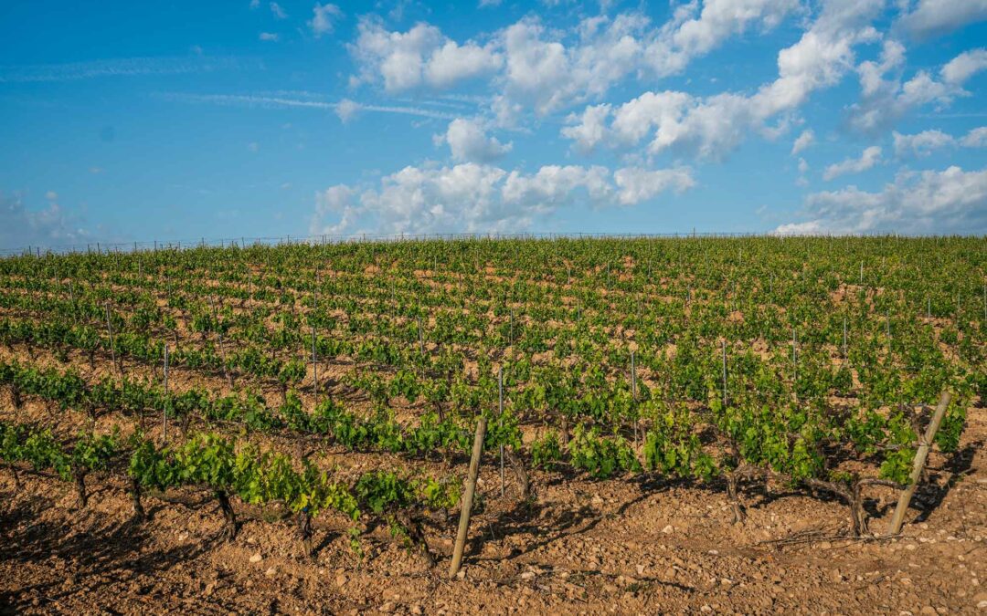 ¿Cómo afecta el clima al vino?